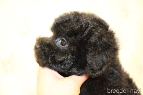 成約済の東京都のタイニープードル-250848の3枚目